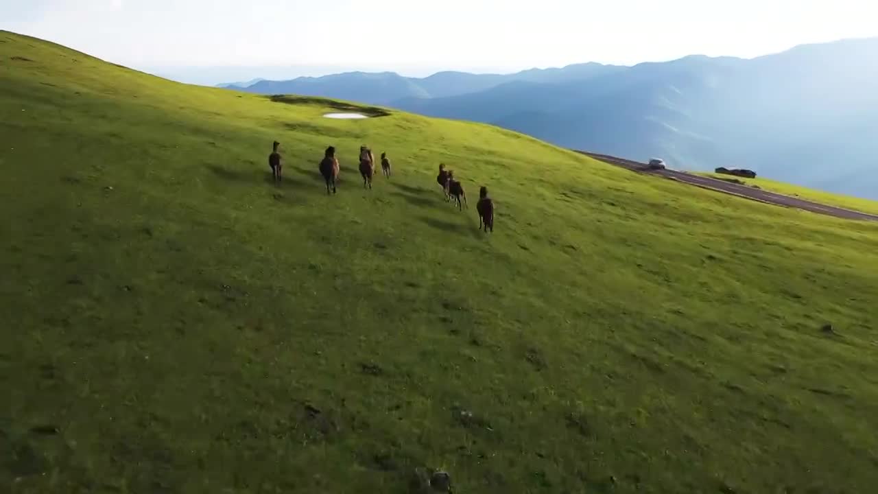 骏马奔跑在高山草甸视频素材