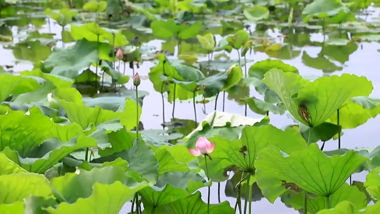 西湖荷花池视频素材