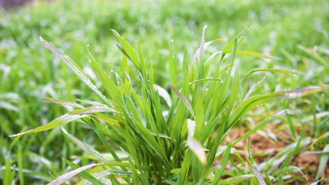 春季雨后的麦苗视频素材