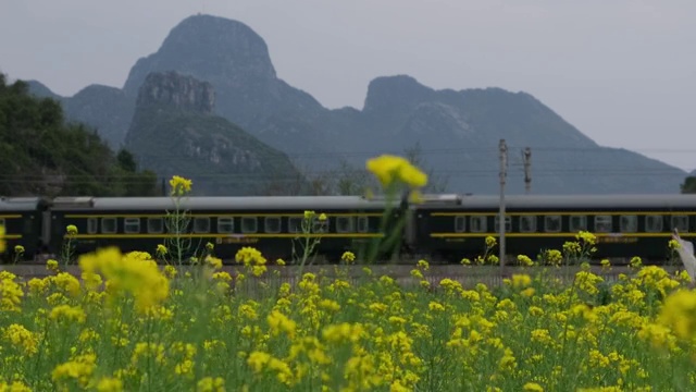 中国广西桂林2020年春天高铁动车穿越油菜花田4K60帧摄影视频素材