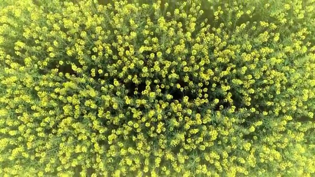 油菜花视频素材