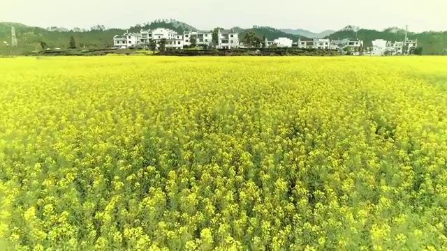 油菜花视频素材