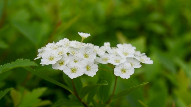 白色绣线菊视频素材