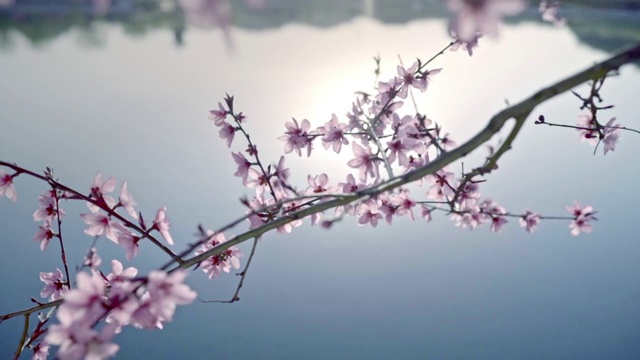 春天桃花，茶山，油菜花，蜜蜂采蜜视频购买