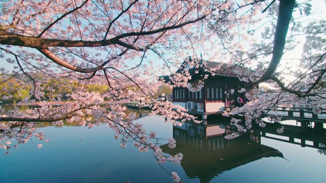 杭州景区樱花视频下载