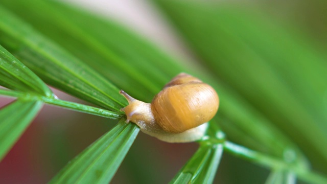 树叶上的蜗牛视频购买