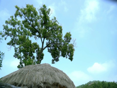 韩国庆尚北道安东浩村的Chogajip(韩国传统房屋)的茅草屋顶视频素材