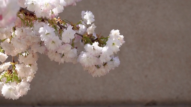 春季自然风光赏花4K视频视频素材