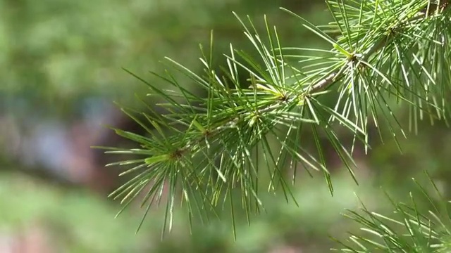 春季自然风光松树树枝4K视频视频素材