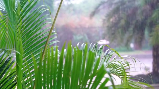 女子撑伞在暴雨中走过视频素材