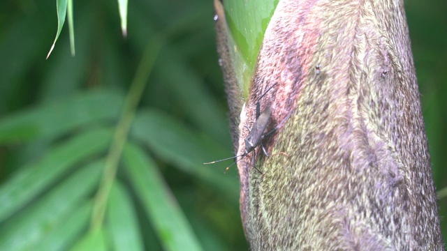 竹笋上的昆虫视频素材