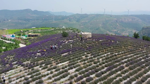 航拍山顶的薰衣草花海视频素材