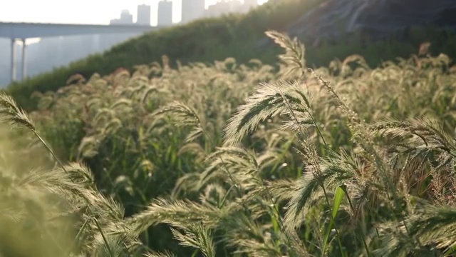 城市江边的芦苇花视频下载