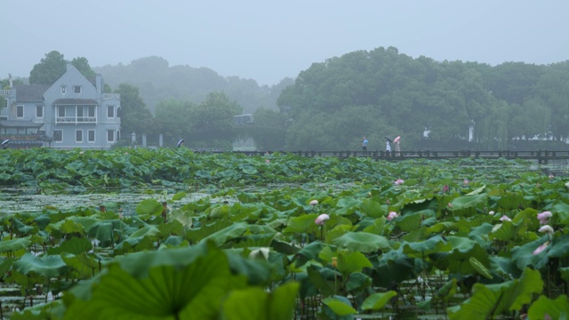 曲院风荷视频素材