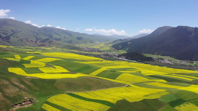 青海卓尔山夏季油菜花视频素材