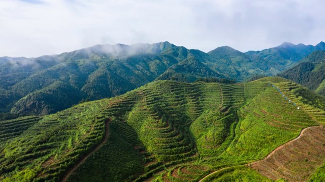 高山深处的油茶树视频下载