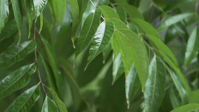 雨滴低落树叶视频素材