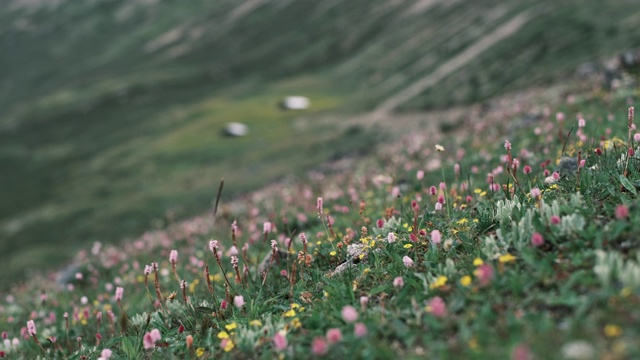 白马雪山高山花卉视频素材