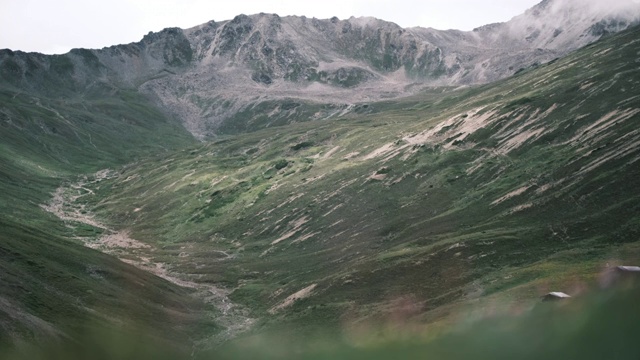 白马雪山高山花卉视频素材