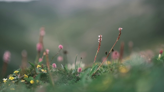 白马雪山高山花卉视频素材