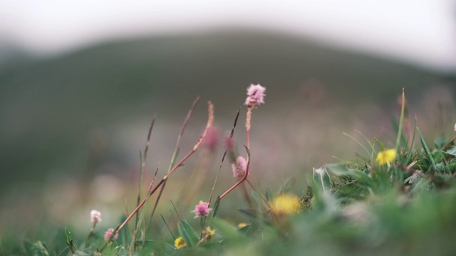 白马雪山高山花卉视频素材