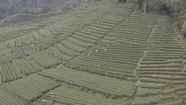 梅家坞茶园视频素材