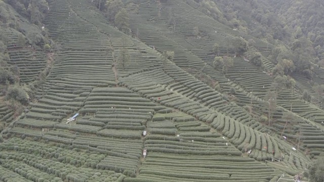 梅家坞茶园视频素材