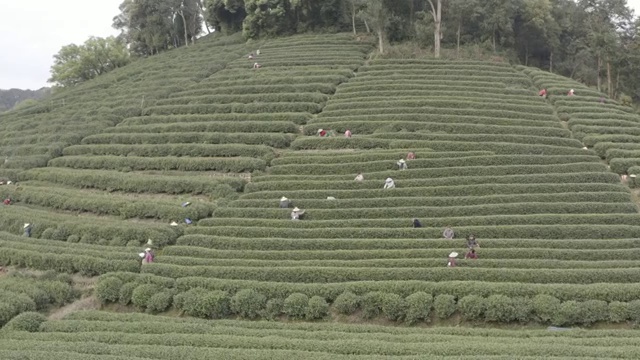 梅家坞茶园视频素材