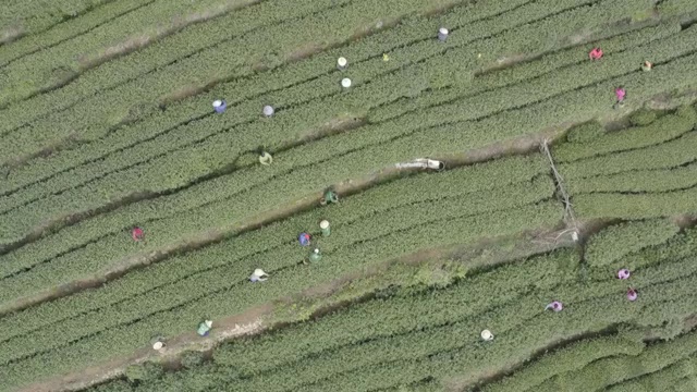 梅家坞茶园视频素材