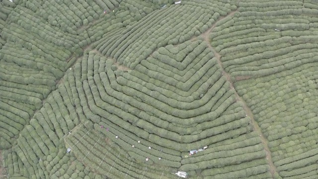 梅家坞茶园视频素材