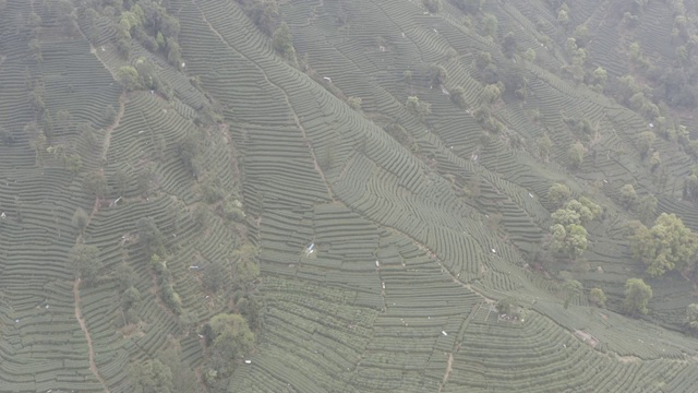 梅家坞茶山视频素材