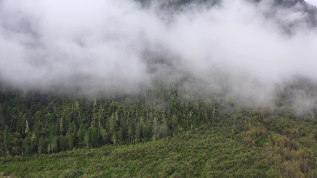 西藏自然风光山谷间的云雾及原始森林视频素材