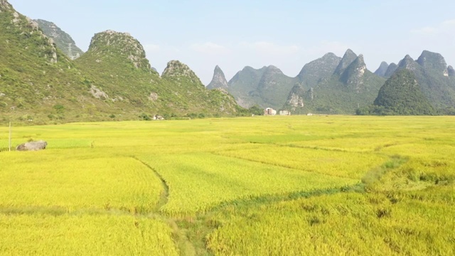 秋天阳光下的稻田视频素材