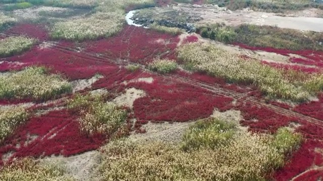 青岛红海滩秋季风光航拍4K视频视频素材