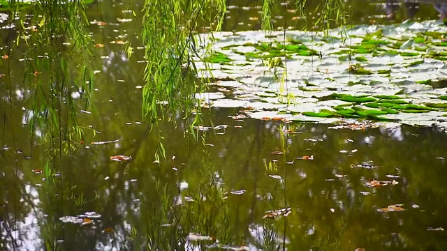 池塘视频素材