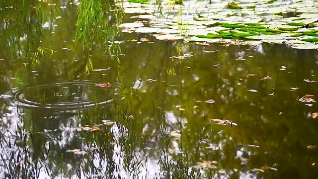 池塘视频素材