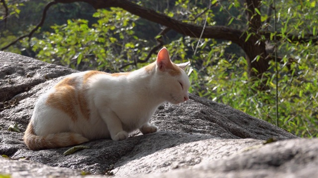 野外的小猫4K视频视频素材