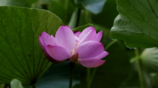 池塘雨荷视频素材