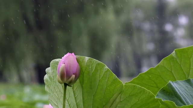 雨中荷花视频素材