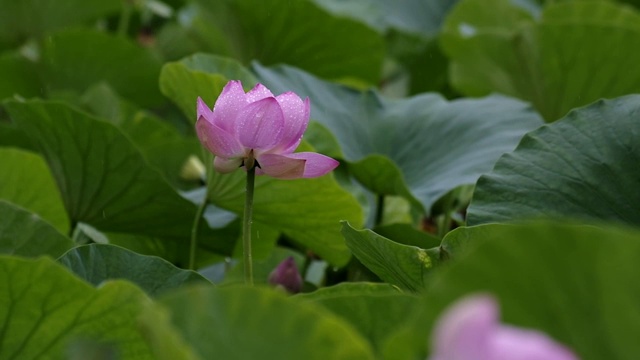 荷花池视频素材