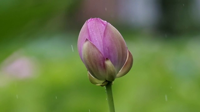 雨中荷花视频素材