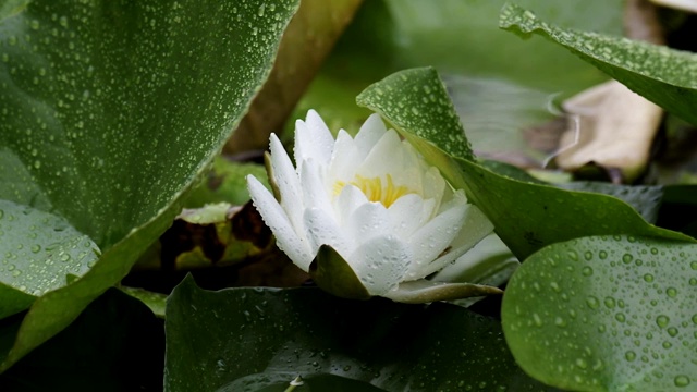 莲花视频素材