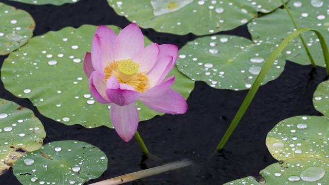 雨中荷花视频素材