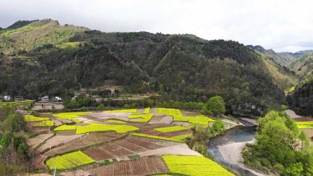 航拍陕西汉中峡谷油菜花风光视频素材