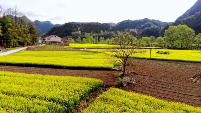 航拍山西汉中山谷油菜花田视频素材