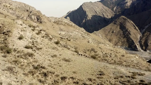 航拍宁夏贺兰山的岩羊视频素材