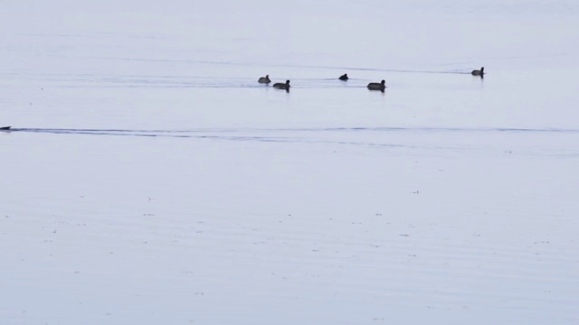 湿地视频素材