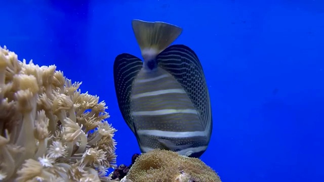 水族箱里游泳觅食的热带鱼视频素材