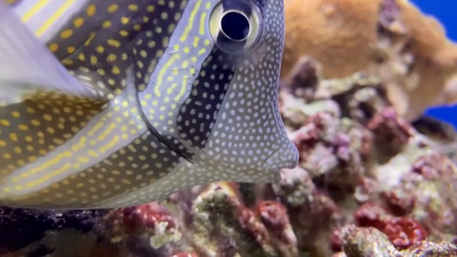 水族箱里游泳觅食的热带鱼视频素材