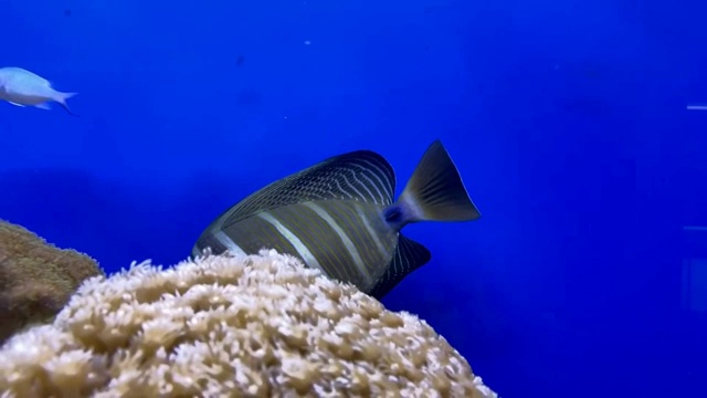 水族箱里游泳觅食的热带鱼视频素材